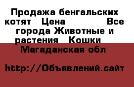 Продажа бенгальских котят › Цена ­ 20 000 - Все города Животные и растения » Кошки   . Магаданская обл.